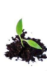 Sprout