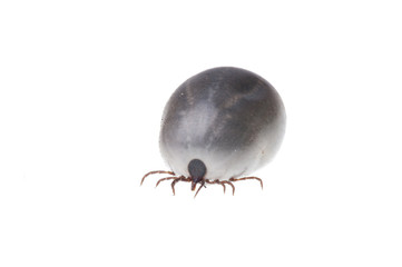 Ixodes