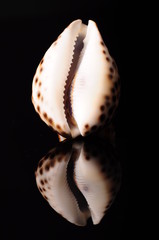 seashell on black