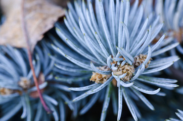Blue spruce closeup detail