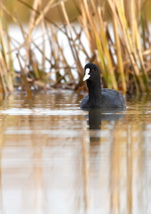 common coot