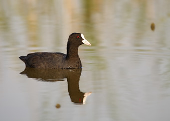 common coot