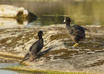 common coot