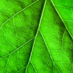 Green leaf texture. Macro