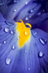 Beautiful blue iris with drops closeup shot