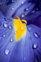 Photo sur Plexiglas Iris Beautiful blue iris with drops closeup shot