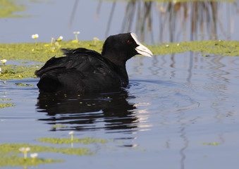common coot