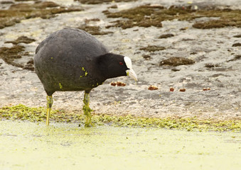 common coot