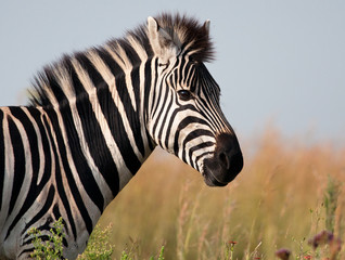 Fototapeta na wymiar Zebra posing