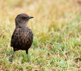 Fototapeta premium Chat standing his ground