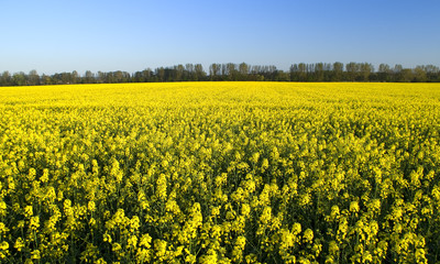 Fototapeta premium Rapeseed field in springtime