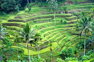 Fototapete Indonesien Erstaunliches Reisterrassenfeld, Ubud, Bali, Indonesien.