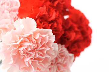 カーネーション