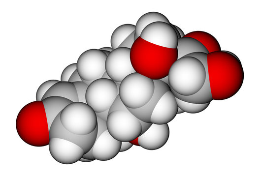 Cortisol space-filling molecular model