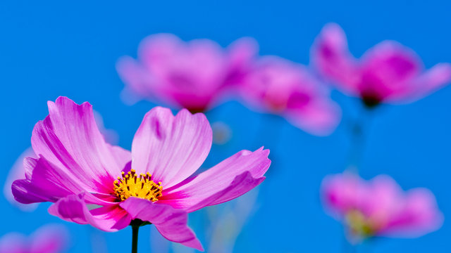 Summer garden - beautiful cosmos flowers