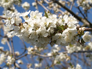 Blossoming cherry tree, closeup