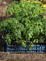 Tomato plants