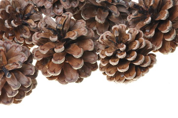 Pine cones on white background