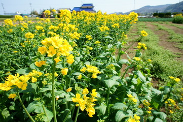 菜の花