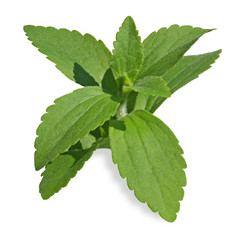stevia rebodiana substitut du sucre