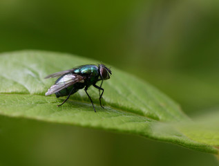 schillernde Fliege.