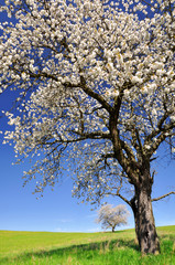 Blooming cherry tree in the national park Sumava