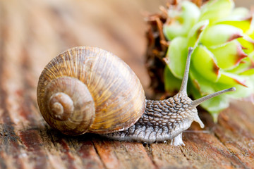 lumaca