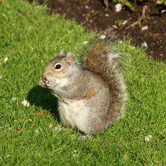 hungry grey squirrel