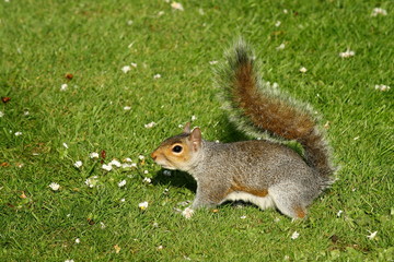 grey squirrel on grass