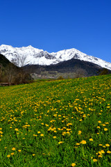 fiori di primavera con montagne innevate