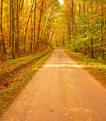 Obraz premium Pathway in the forest