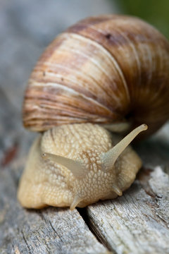 Escargot de Bourgogne
