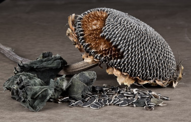 Old style image of died sunflower