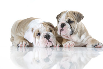 Cute english bulldog puppies isolated