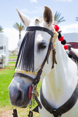Fototapeta premium horse show