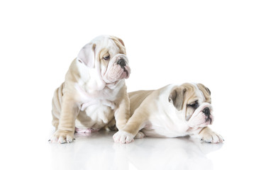 Cute english bulldog puppies isolated