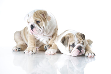 Cute english bulldog puppies isolated