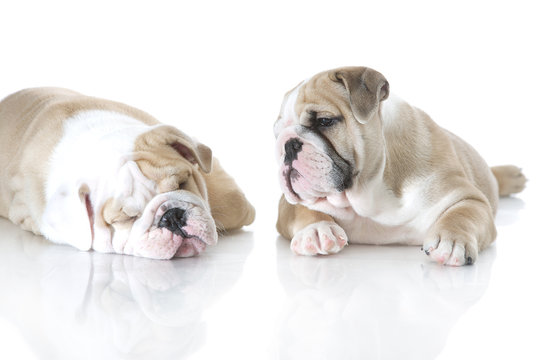 Cute english bulldog puppies isolated