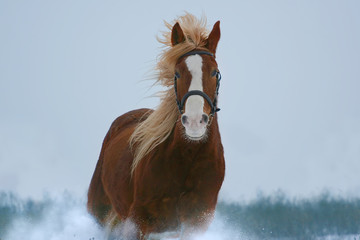 horse portrait in gallop
