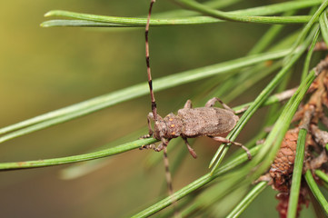 Acanthocinus aedilis