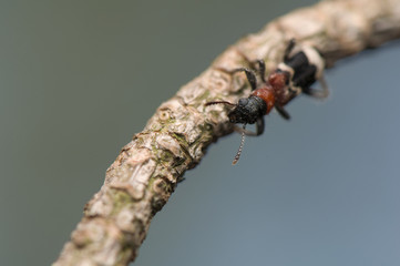 Thanasimus formicarius