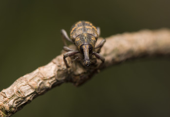 Hylobius abietis