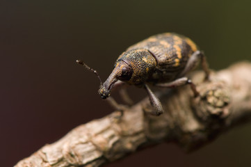 Hylobius abietis