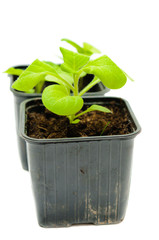 seedlings in a pot