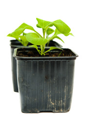 seedlings in a pot