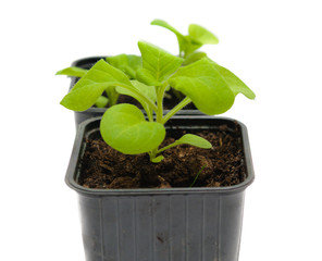seedlings in a pot