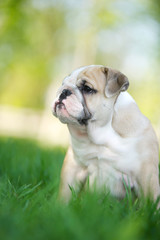 Obraz premium Cute english bulldog puppy outdoors
