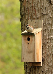 bird house sparrow sitting on