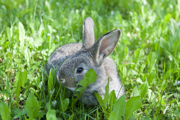 Rabbit