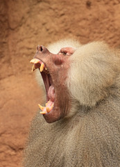 jawning baboon